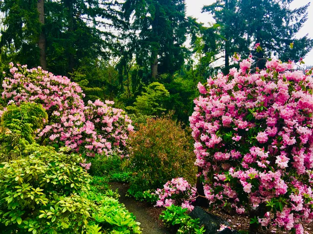 Rhododendron Garden