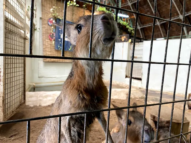 Kusatsu Onsen Reptile Park