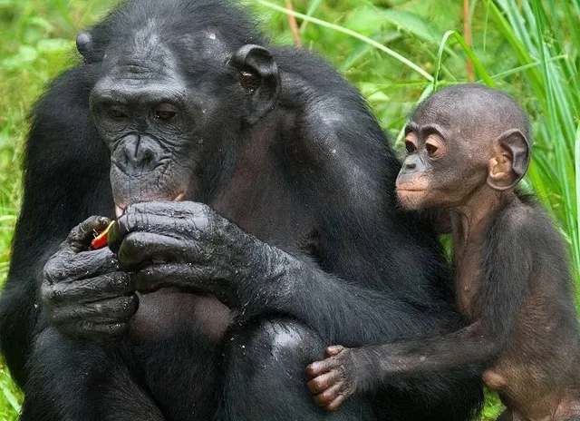 Lola ya Bonobo Sanctuary