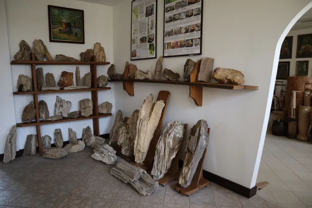 Muzeum Skamieniałych Drzew w Siedliskach