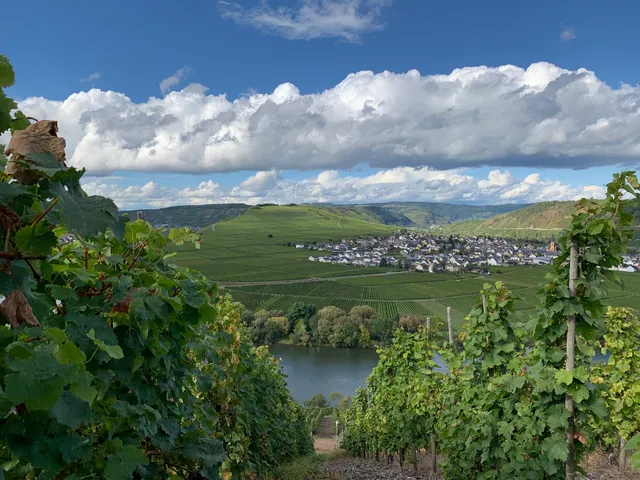 Weinköpfe Grape Escapes