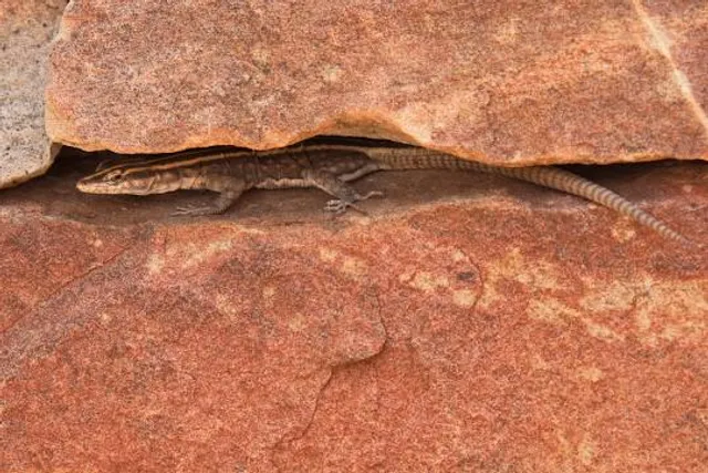 The Mapungubwe Interpretation Centre