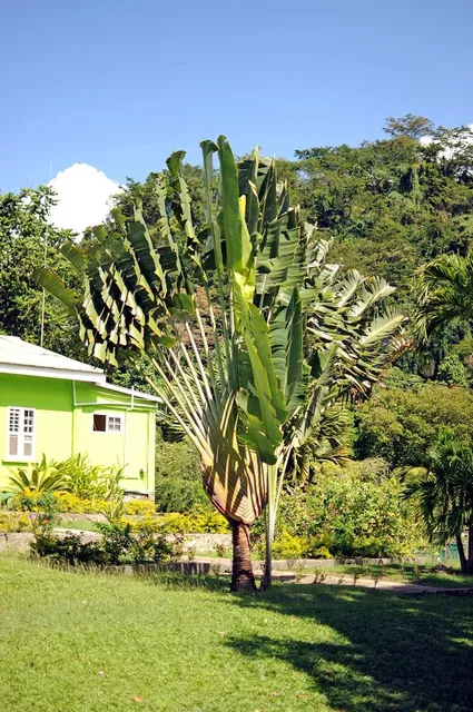 Dominica Botanic Gardens