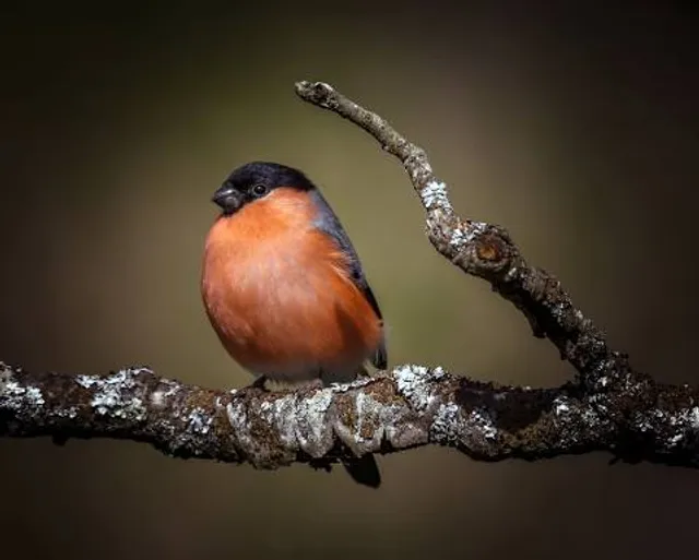 Fishlake Meadows Nature Reserve