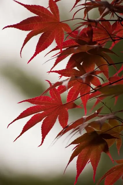 Hillwood Estate, Museum & Gardens