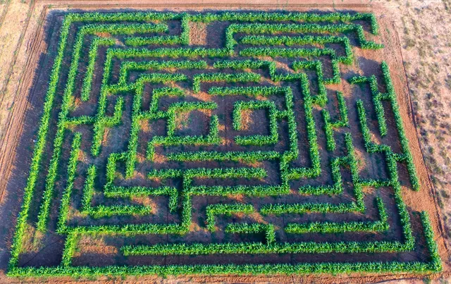 Cobs and Mazes