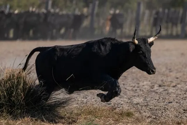 Domaine du Mas de la Cure