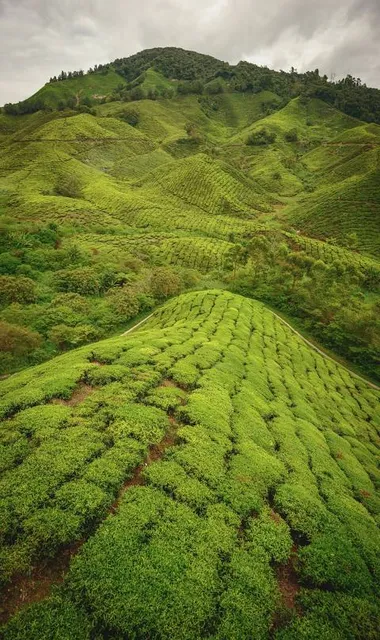 Cameron Valley Tea House 3