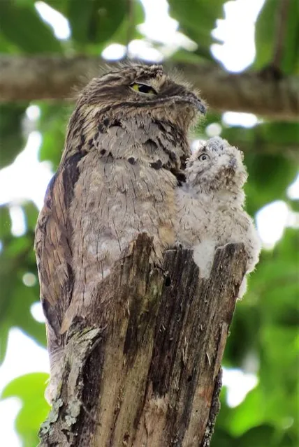 Trevor-Lovejoy Zoo at Millbrook School