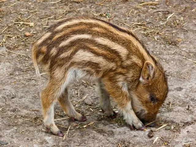 Striped Pig Distillery