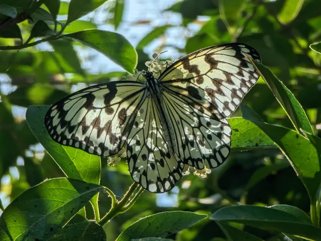 Golden Lion Lake Butterfly Garden
