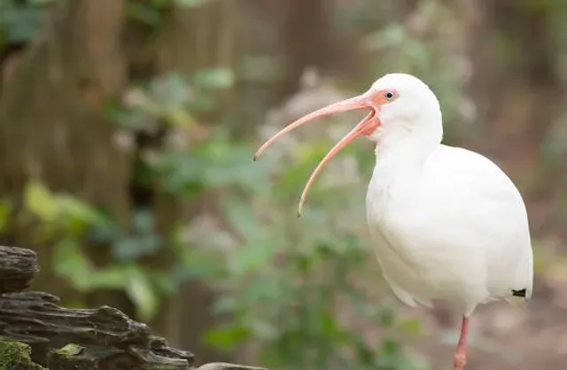 Jamaica Swamp Safari