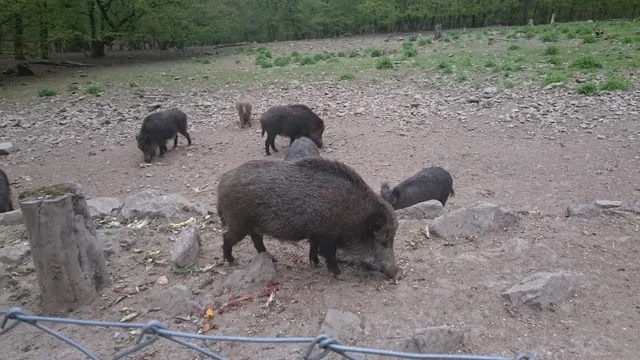 Wildlife park Tiergarten Braunfels