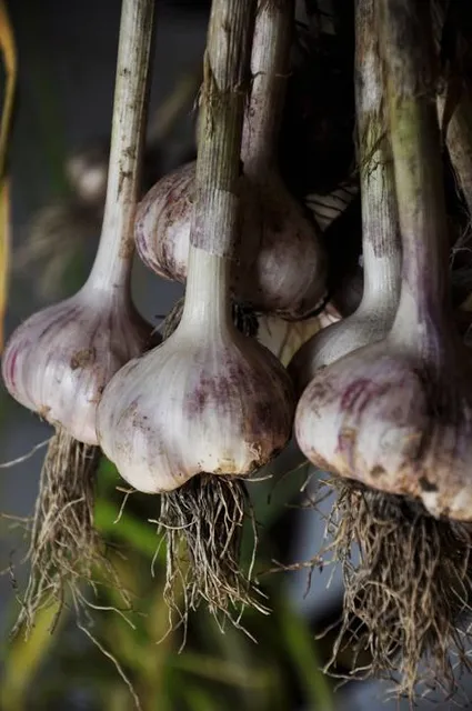 Cascade Garlic Major Gercino