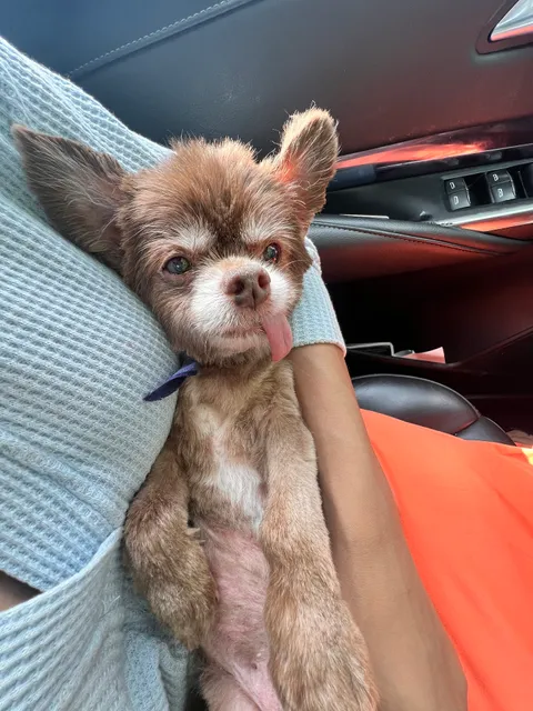 AMG Atlanta Meet The Groomers