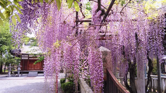 Zaijihachiman Shrine