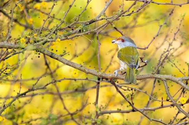 Parque estatal del Espinilho