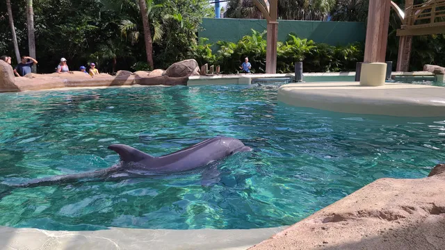Dolphin Nursery