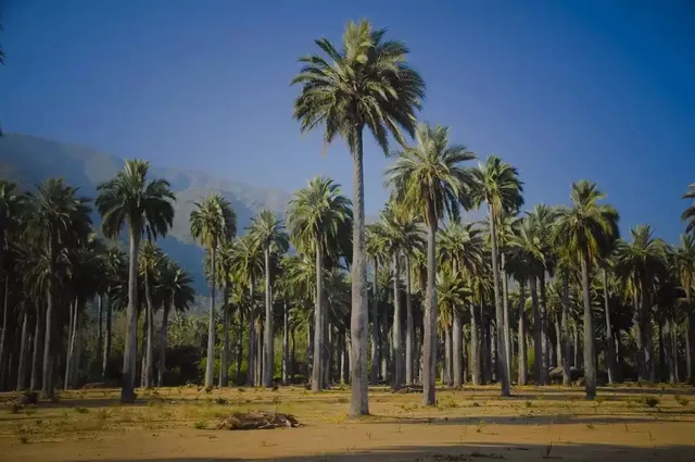 Las Palmas de Cocalán National Park