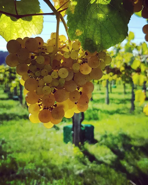 Bodega Maior de Mendoza SL