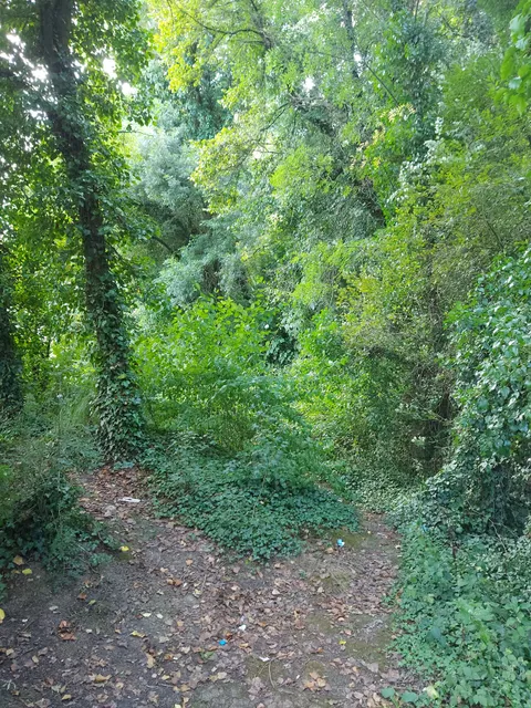 Samsun Hacı Osman Ormanı ( Doğa Koruma Alanı )