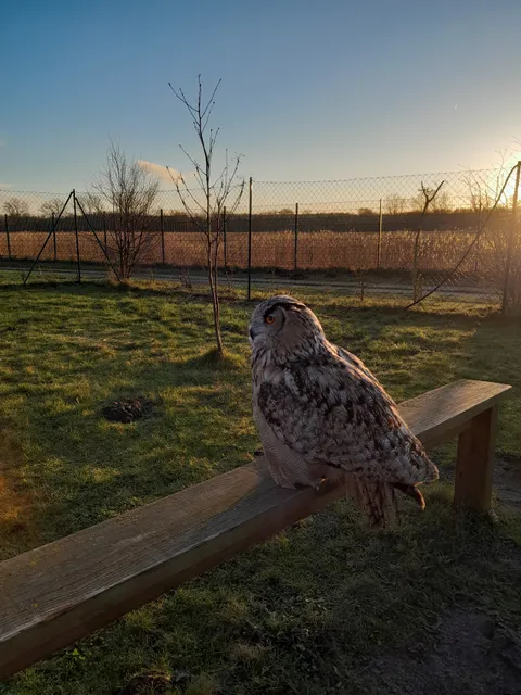 Falknerei Walter Greifvogelzentrum Weissenhäuser Strand
