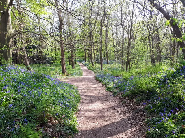 Hyacintenbos Ockenburgh