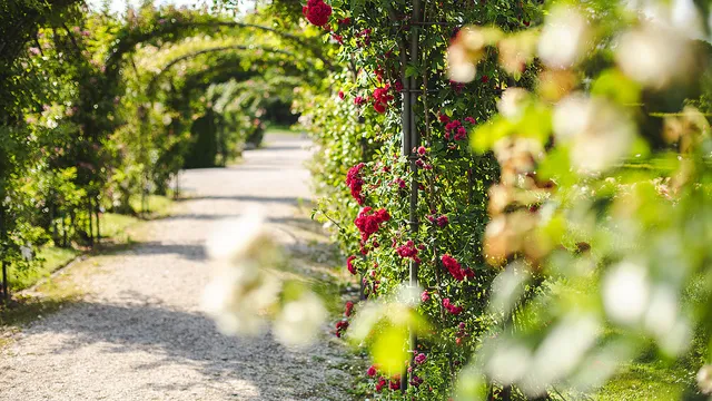 Britz Garden - Rose Garden