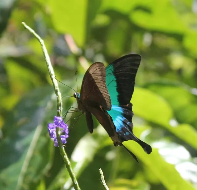 Mystic Woods by The Butterfly Conservatory Of Goa