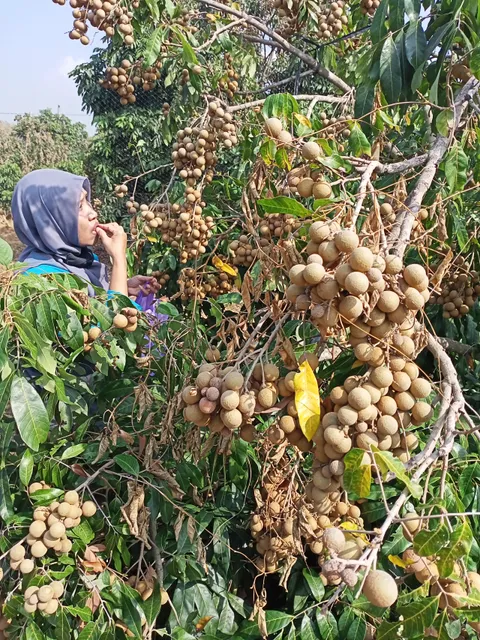 Kebun Kelengkeng Sumberagung Grobogan