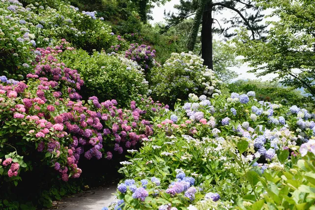 Ajisai garden (Hydrangea garden)