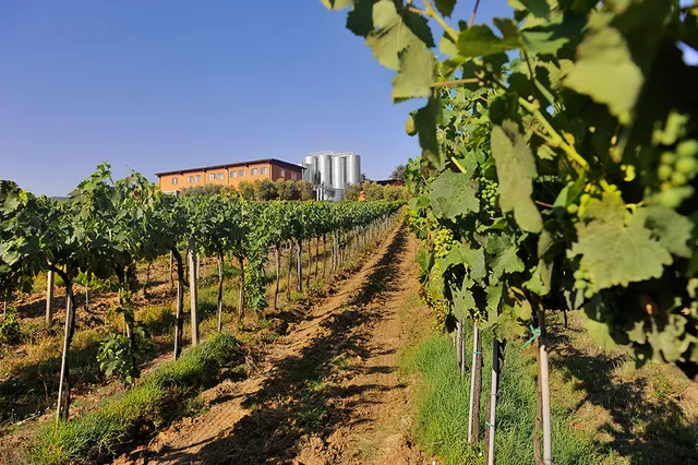 Cantine Bonacchi Spa