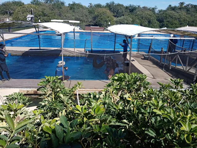 Vallarta Adventures Dolphin Center