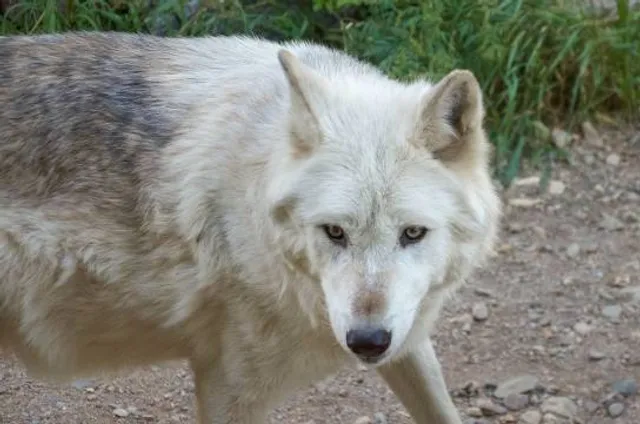 Wolf Sanctuary of PA