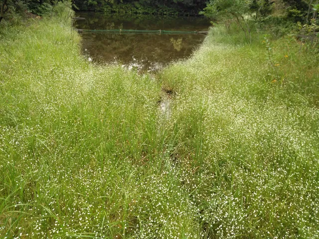 Shimada Ryokuchi Park