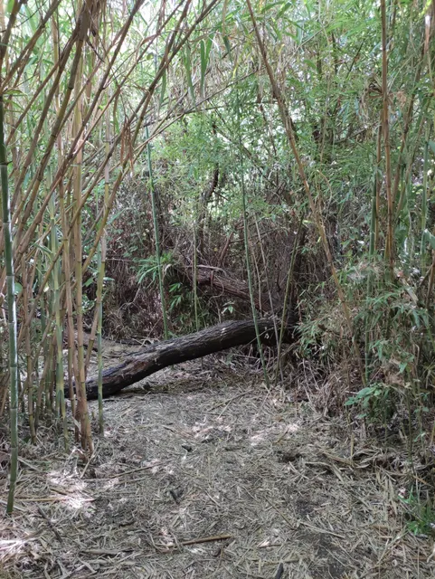Riserva naturale Fiume Fiumefreddo