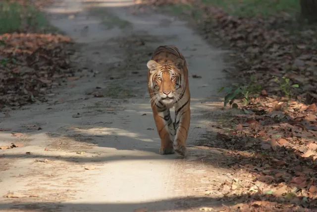 Kishanpur Wildlife Sanctuary