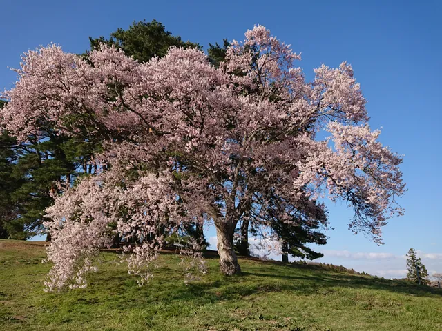 Tagajo City Central Park