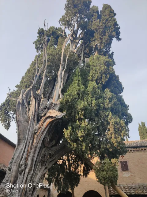 Cipresso di San Francesco