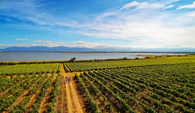 Château l'Esparrou - Domaines Bonfils