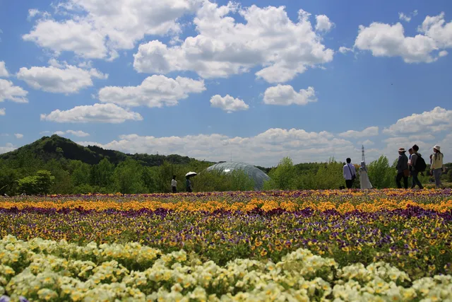 Hana-no-oka (colina das flores)