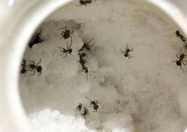 Zámecký Park Letovice