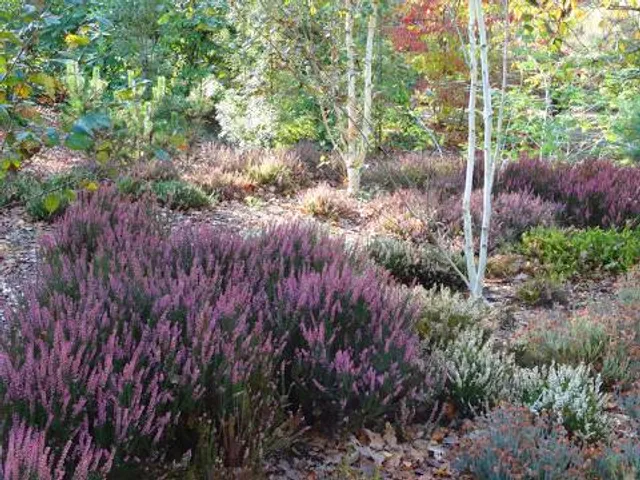 Heather Garden