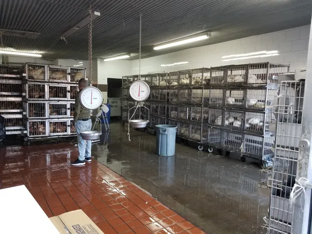 Casablanca Poultry Market