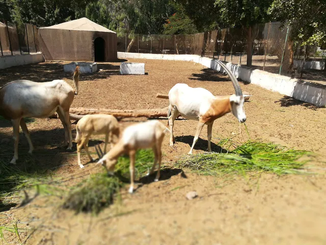 Fayoum Zoo