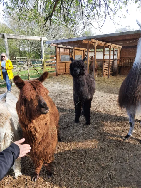 Kleine Wunderwiese Alpakas und Lamas