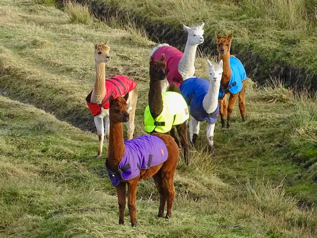 Callanish Alpacas