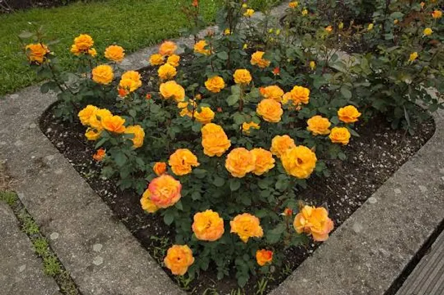 photo-3