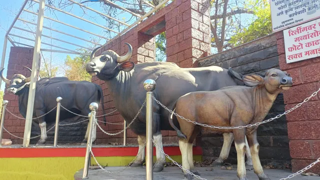 Dajipur radhanagari jungle safari