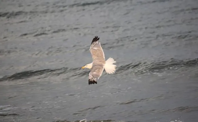 Wadlopen bij Peazens-Moddergat